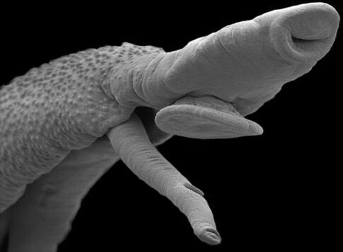 Organismo parasitoa