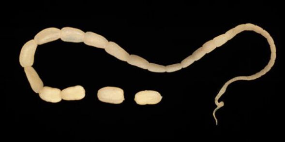 Parasitoen seinaleak
